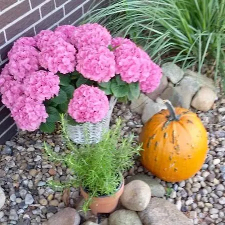 Schultze * Munster im Heidekreis